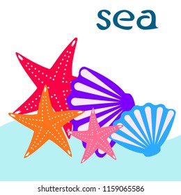 starfish shell sea vector background