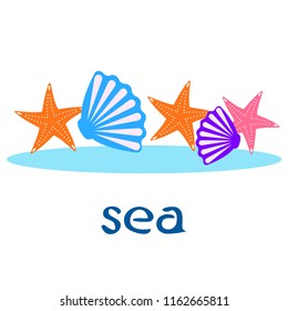 starfish shell sea vector background