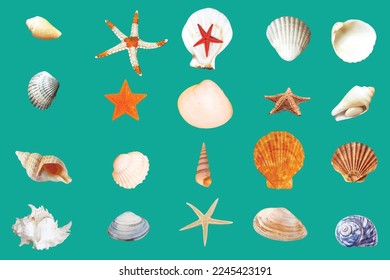 starfish shell sea vector illustration