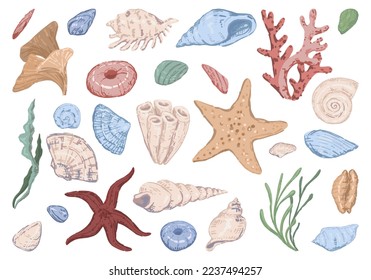 Starfish, shell, stones, seaweed, coral. Set of flat vector illustrations. Collection of underwater life clip arts isolated on white..