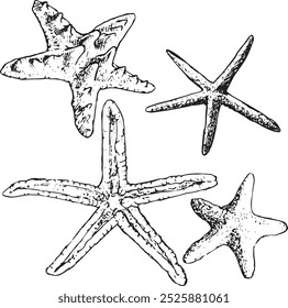 Casca de estrela-do-mar - conjunto de ilustração vetorial