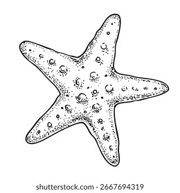 Esboço da estrela-do-mar. Ilustração de vetor desenhada à mão. Preto e branco. Estilo de gravação