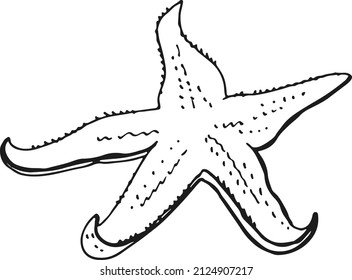 Starfish Sketch. Ocean Bottom Fauna. Beach Sand Animal