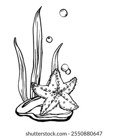 Starfish sketch vector. A black and white illustration underwater sea animals. Seabed landscape. Monochrome Outline marine star painted by black inks. Hand drawn Graphic line art of sea life