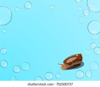 starfish and snail, bubbles on a blue background