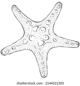 Starfish top view line art. Vector hand drawn line art illustration isolated on white. Element for design seafood shop or menu, decor, label. Suitable for coloring book page. Close up illustration