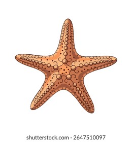 Starfish in top-down view – full body vector on white background, 2D vector illustration