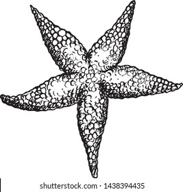 Starfish tropical isolated illustration. Hand drawing style.