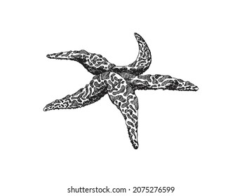 Starfish undersea animal engraving hand drawn vector illustration isolated on white background. Sea or ocean coral reef and bottom starfish nautical dweller.