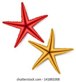 Starfish. Vector.