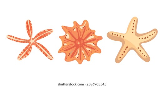 Starfish. Vector clipart illustration on isolated background.