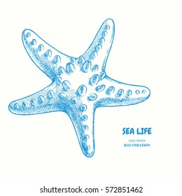 Starfish. Vector hand drawn illustration of marine invertebrate. Sea star isolated on white. Sea life.