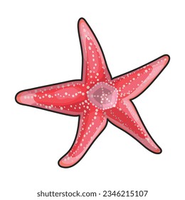 Starfish vector icon.Color vector icon isolated on white background starfish.