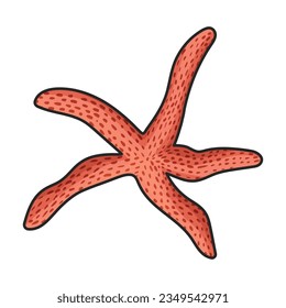 Starfish vector icon.Color vector icon isolated on white background starfish.