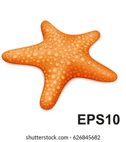 Starfish. Vector illustration