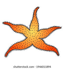 starfish vector illustration,
isolated on white background.top view