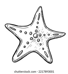 Starfish vector illustration on white background