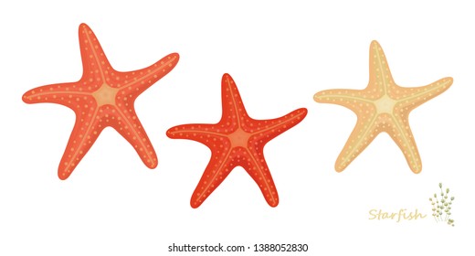 Starfish vector set for summer design elements isolated on white background. Marine icon in cartoon style: print, pattern, design element. Vector graphics.
