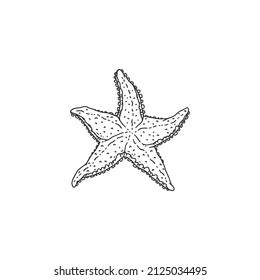 Starfish. Vector wild ocean animal mollusk underwater life doodle black white line isolated illustration.