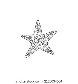 Starfish. Vector wild ocean animal mollusk underwater life doodle black white line isolated illustration.