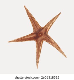 Starfish vintage illustration, vector element.