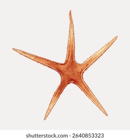 Starfish vintage illustration, vector element.