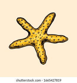 Starfish in vintage style. Sea creature or ocean cute invertebrate animal. Hand drawn engraved monochrome sketch for banner or badge poster.
