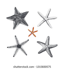 Starfishes hand drawn, vector illustration. Collection sea design elements.