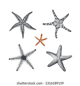 Starfishes hand drawn, vector illustration. Collection sea design elements, symbols marine decors.