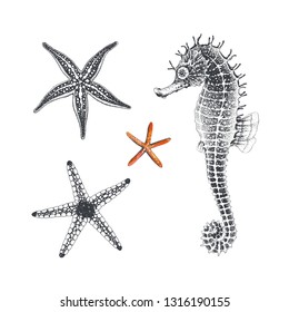 Starfishes and Seahorse hand drawn, vector illustration. Collection sea design elements, symbols marine decors.