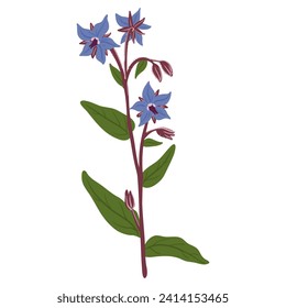 Sternblume, Borte, Feldblume, Vektorgrafik von Wildpflanzen auf weißem Hintergrund, Blütenelement, handgezeichnet botanische Illustration