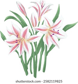 Stargazer lily botanical painting illustration