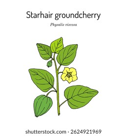 Starhair groundcherry, or sticky ground cherry (Physalis viscosa), medicinal and edible plant. Hand drawn botanical vector illustration