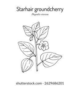 Starhair groundcherry, or sticky ground cherry (Physalis viscosa), medicinal and edible plant. Hand drawn botanical vector illustration