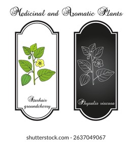 Starhair groundcherry, or sticky ground cherry (Physalis viscosa), medicinal and edible plant. Hand drawn botanical vector illustration