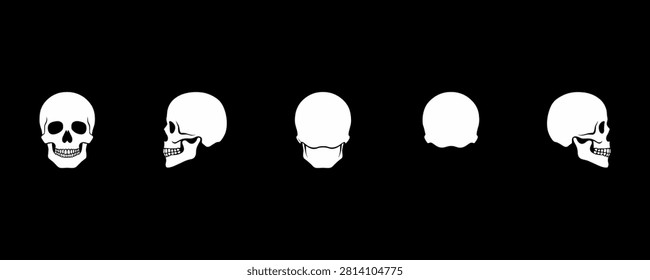 A stark  anatomical