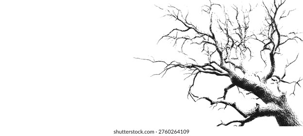 Stark black bare tree branches against a pure white background with textured detail