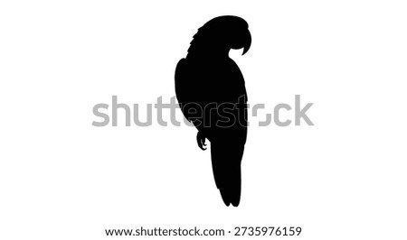 A stark black silhouette of a parrot is presented, showcasing a distinctive, clean style.