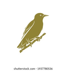 Starling bird design vector illustration, Creative Starling bird logo design concept template, symbols icons