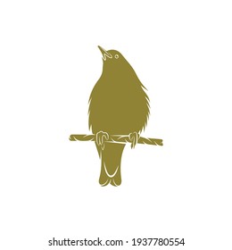 Starling bird design vector illustration, Creative Starling bird logo design concept template, symbols icons