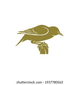 Starling bird design vector illustration, Creative Starling bird logo design concept template, symbols icons