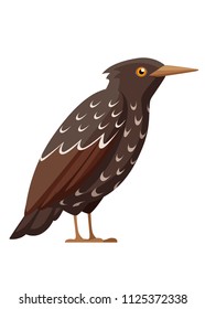 Starling bird. Flat cartoon character design. Colorful bird icon. Cute starling template. Vector illustration isolated on white background.