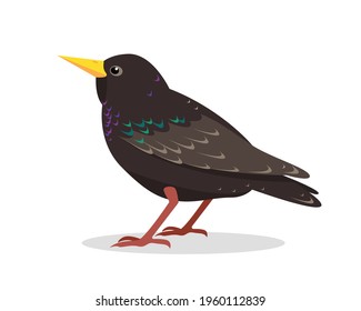 Starling-Vogelsymbol einzeln auf weißem Hintergrund.