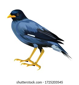 Ilustración de diseño de vectores de aves estelares