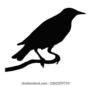 Starling bird vector silhouettes. Vector illustration.