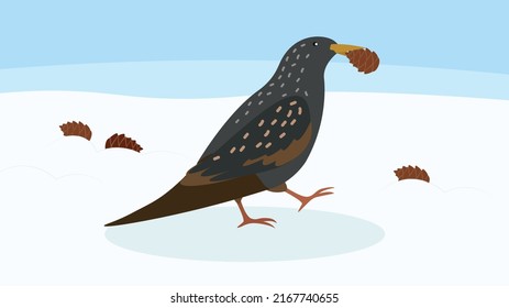 Starling eats cones in the snow