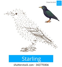 Starling learn birds educational game learn to draw vector illustration