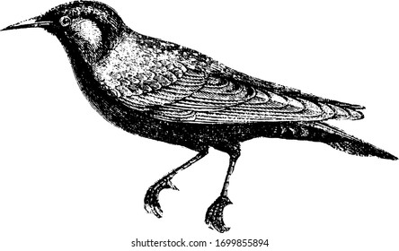 Starling is remarkable for their vivacity and grave, vintage line drawing or engraving illustration.