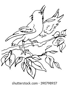 a Starling singing on a branch sketch