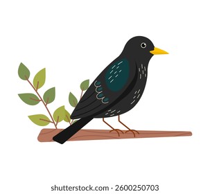 Starling sitting on a branch. Cute bird illustration in flat style.